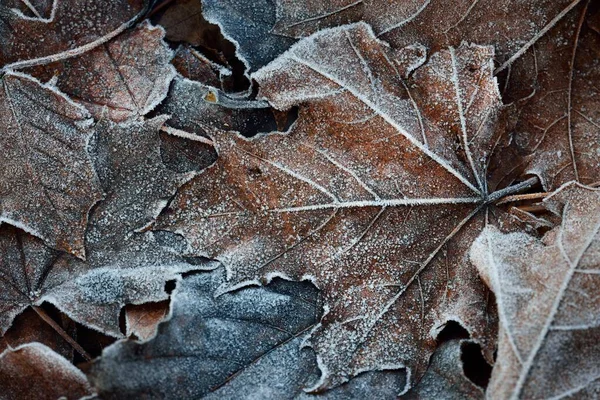 のカエデの葉の森の床のクリスタルクリア霜 クローズアップで覆われています 自然なテクスチャ グラフィックリソース 秋の色 最初の雪 — ストック写真