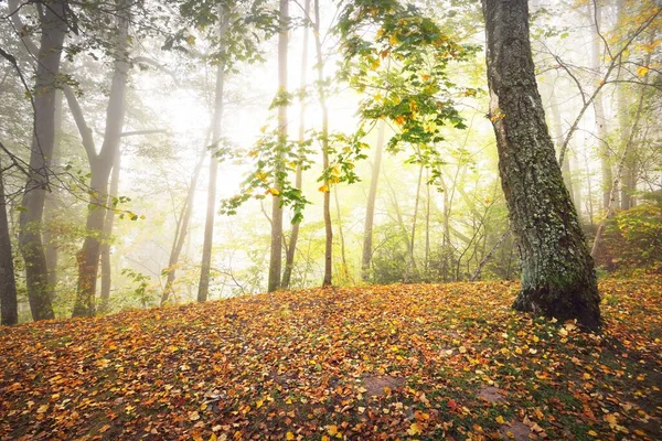 Güneş Doğarken Sisli Gizemli Ormanın Panoramik Görüntüsü Yumuşak Güneş Işığı — Stok fotoğraf