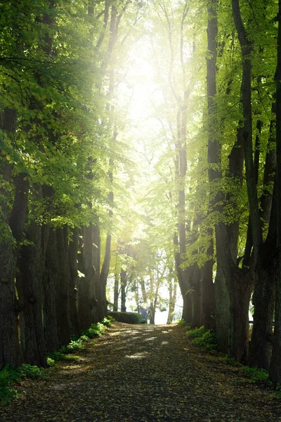Ένα Δρομάκι Μέσα Από Πράσινα Δέντρα Φως Του Ήλιου Ρέει — Φωτογραφία Αρχείου