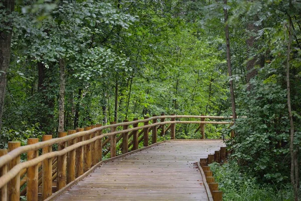 Moderno Sendero Madera Serpenteante Paseo Marítimo Través Árboles Hoja Caduca — Foto de Stock