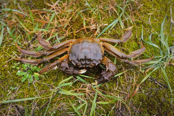 Eriocheir Sinensis Crabe Dans Une Herbe Verte Gros Plan Fruits — Photo