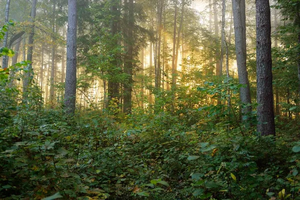 日の出の霧の中で森の大気中の風景 陽射しが柔らかい 古い緑と黄金の木 カラフルな葉 植物のクローズアップ ラトビアのシグルダ 生態系 エコツーリズム — ストック写真