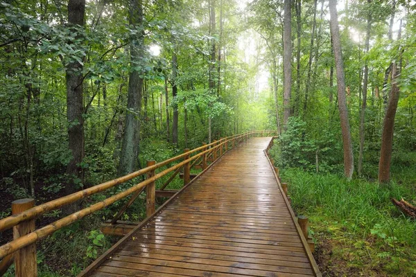 公共公園の緑の落葉樹を通る現代的な木製の曲がりくねった道 ボードウォーク デンマークの環境保全 熱帯雨林 エコツーリズム レクリエーション サイクリング ノルディックウォーキングのテーマ — ストック写真