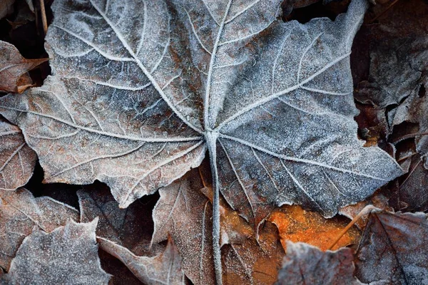 Forest floor of brown (golden) maple leaves covered with crystal clear hoarfrost, close-up. Natural texture, background, wallpaper, graphic resources. Autumn colors, early winter, first snow, climate