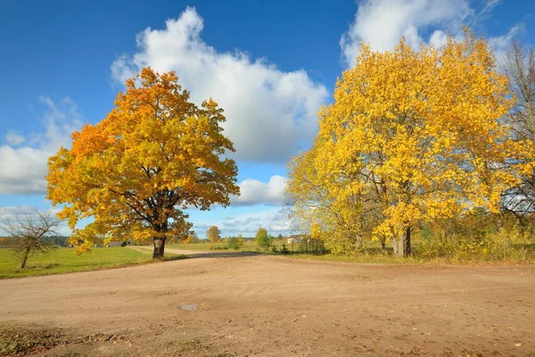 緑のフィールドと黄金の落葉樹 オーク カエデ を介してカントリーロード 真っ青な空 秋の色 牧歌的な田園風景 — ストック写真