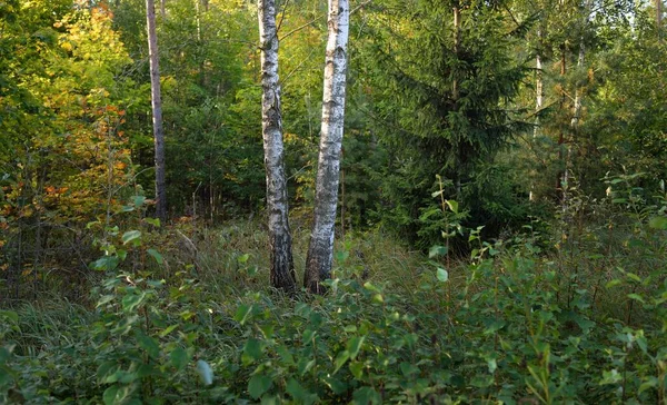 Bunte Birken Immergrüne Kiefern Und Tannen Bei Sonnenaufgang Frühherbst Wald — Stockfoto