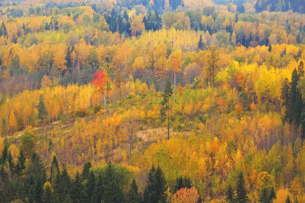 Picturesque Panoramic Aerial View Colorful Autumn Forest Golden Red Orange — Stock Photo, Image