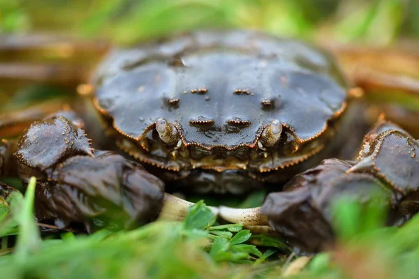 Eriocheir Sinensis Crab Зеленій Траві Впритул Морепродукти Екологічні Пошкодження Охорона — стокове фото