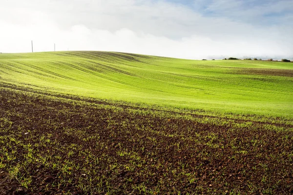 Groene Heuvels Geploegd Landbouwveld Met Trekkersporen Bos Bij Zonsopgang Close — Stockfoto