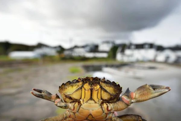 A small yellow crab in a hand, close-up. Yacht marina in the background. Environmental conservation theme. Craighouse, Jura island, Inner Hebrides, Scotland, UK