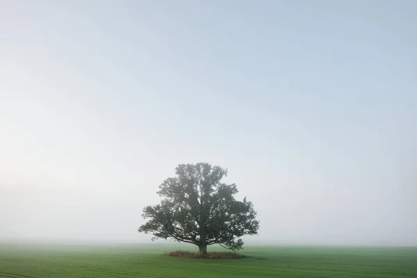 Mighty Oak Tree Green Leaves Plowed Agricultural Field Tractor Tracks — Stock Photo, Image