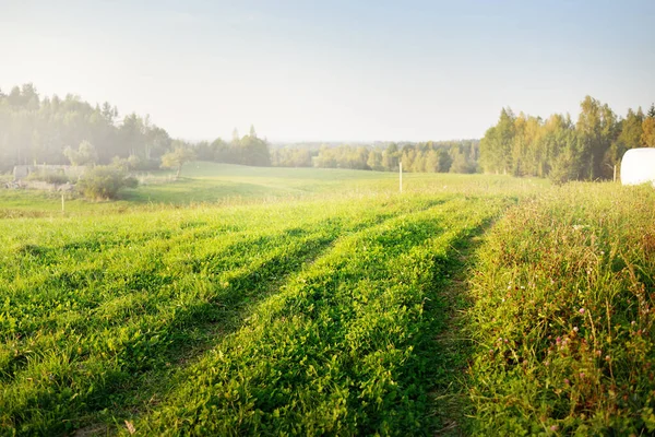 Zielone Pole Uprawne Las Zachodzie Słońca Ciągnik Śledzi Zbliżenie Idylliczna — Zdjęcie stockowe