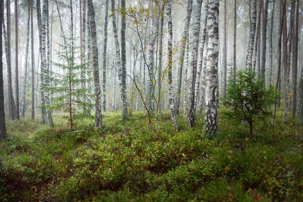 日の出の霧の中で常緑樹林の暗い大気の風景 トウヒ カエデ 白樺の木やカラフルな植物のクローズアップ 生態系 生態系 ヨーロッパの環境保全 — ストック写真