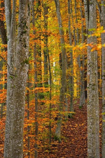 Pintoresco Paisaje Del Bosque Haya Dorada Poderosos Troncos Árboles Coloridas —  Fotos de Stock