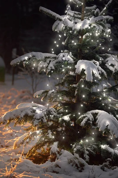 Árbol Abeto Cubierto Nieve Iluminado Por Guirnalda Luces Blancas Cerca —  Fotos de Stock