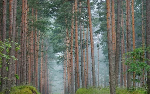 Starożytne Wiecznie Zielone Sosny Porannej Mgle Łotwa Krajobraz Atmosferyczny Turystyka — Zdjęcie stockowe