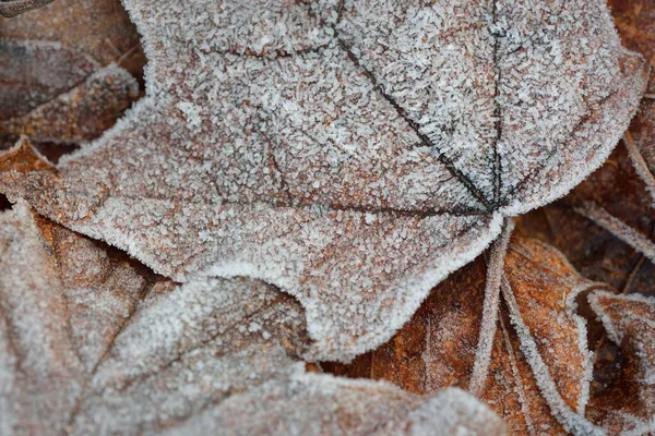 Suelo Del Bosque Hojas Arce Marrón Cubiertas Escarcha Cristalina Textura — Foto de Stock