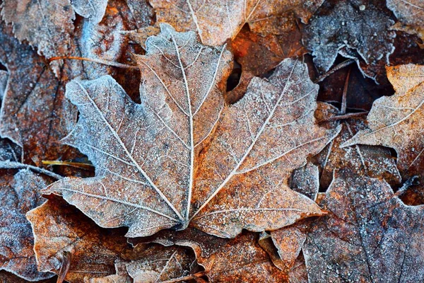 Skogsbotten Bruna Gyllene Lönnlöv Täckta Med Kristallklar Hesparfrost Närbild Naturlig — Stockfoto