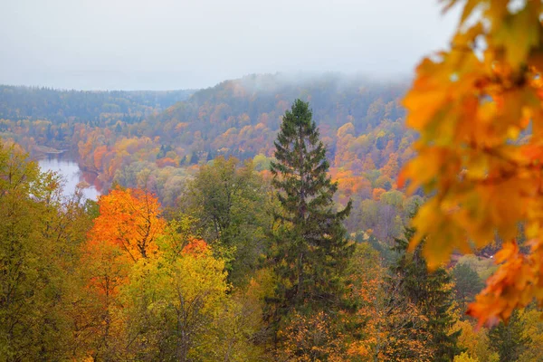 Pittoresk Panoramisch Uitzicht Bosheuvels Vrome Pijnbomen Met Kleurrijke Bladeren Sparren — Stockfoto