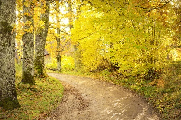 森の村のパスウェイ 田舎道 カラフルな緑 オレンジ 金色の葉を持つ落葉樹 枝を通して日光が差し込む 自然トンネルだ — ストック写真