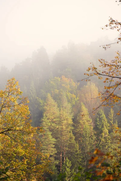 Dolina Rzeki Gauja Kolorowy Złoty Las Chmurach Gęstej Mgły Porannej — Zdjęcie stockowe