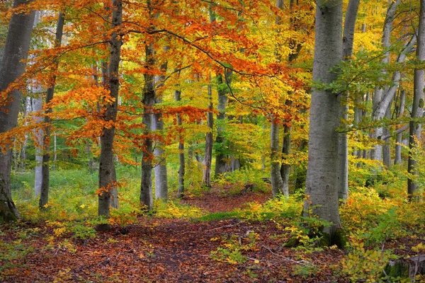 穿过山毛榉林的小径 巨大的树干 橙色的叶子 宜人的秋天风景 生态旅游 — 图库照片