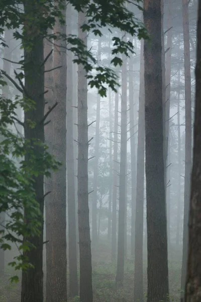 Стародавні Вічнозелені Соснові Дерева Ранковому Тумані Латвія Атмосферний Ландшафт Екотуризм — стокове фото