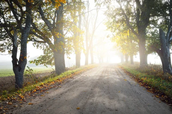 Strada Rurale Corsia Singola Vicolo Attraverso Querce Decidue Aceri Tunnel — Foto Stock