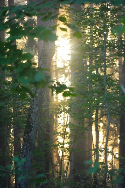 Sfeervol Landschap Van Het Bos Een Mist Bij Zonsopgang Zacht — Stockfoto