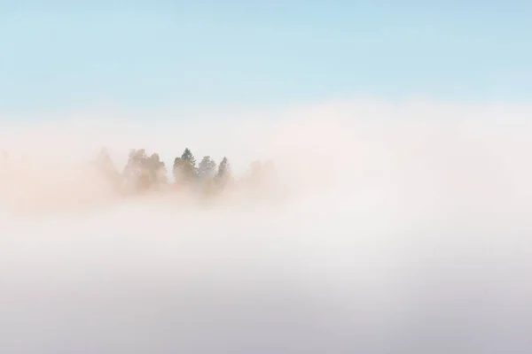 Valle Del Río Gauja Bosque Pinos Una Nube Misteriosa Niebla — Foto de Stock
