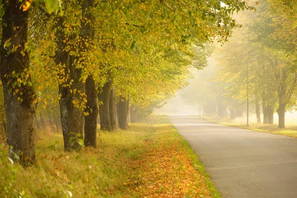 Single Lane Rural Asphalt Road Alley Deciduous Trees Golden Sunlight — Stock Photo, Image