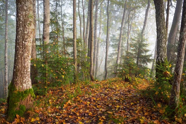 Gün Doğumunda Sisli Bir Havada Orman Tepelerinin Atmosferik Manzarası Altın — Stok fotoğraf