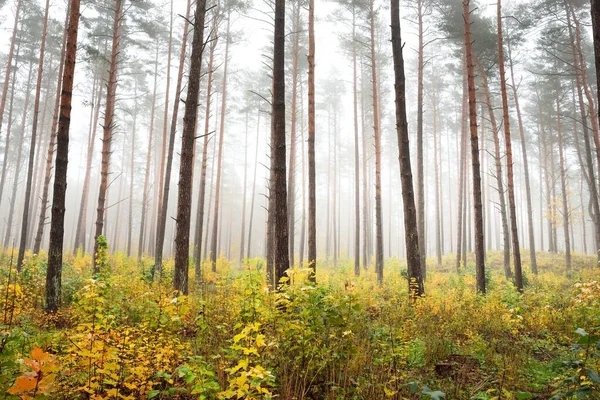 Atmospheric Landscape Evergreen Forest Fog Sunrise Ancient Pine Trees Young — Stock Photo, Image