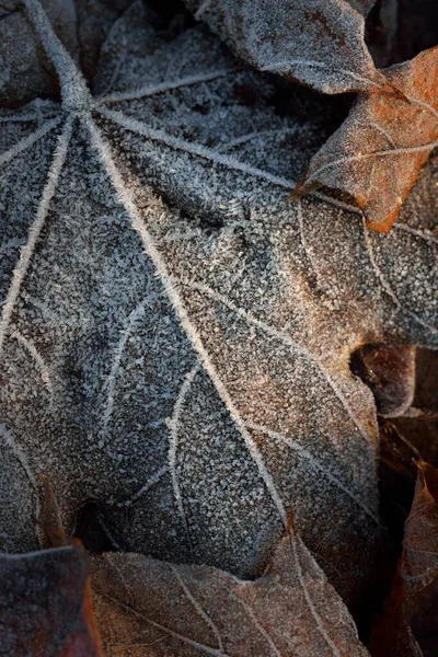 Extreme Close Brown Maple Leaf Crystal Clear Hoarfrost Texture Background — Stock Photo, Image