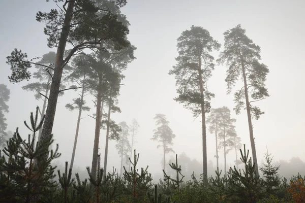 Schilderachtige Monochrome Landschap Van Het Immer Groene Bos Een Dikke — Stockfoto