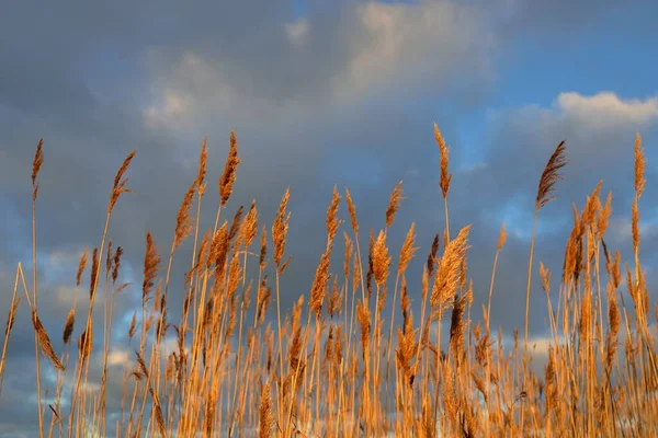 Vue Depuis Rivage Sablonneux Mer Baltique Coucher Soleil Dune Plantes — Photo