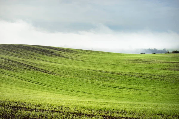 Colinas Verdes Campo Agrícola Arado Con Huellas Tractores Bosque Amanecer —  Fotos de Stock