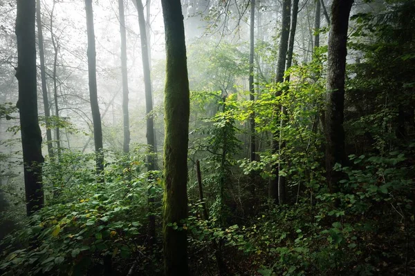Paisagem Atmosférica Das Colinas Florestais Num Nevoeiro Nascer Sol Luz — Fotografia de Stock