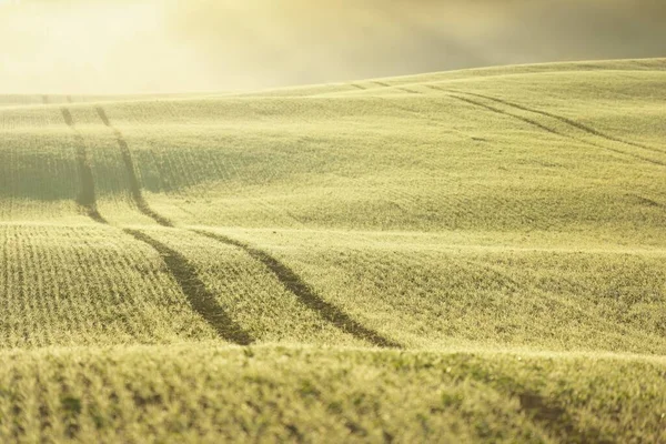 Groene Landbouwgrond Met Trekkersporen Bij Zonsopgang Close Gouden Licht Mist — Stockfoto