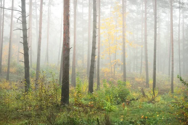 日出时分 常绿森林的大气景观在雾气中呈现 古老的松树 幼小的金黄枫树特写 欧洲的生态 生态旅游 环境保护 — 图库照片