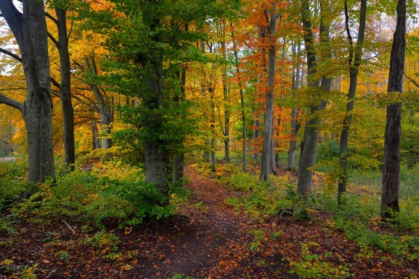 Paysage Pittoresque Sombre Forêt Mystérieuse Hêtres Arbres Puissants Feuilles Jaunes — Photo