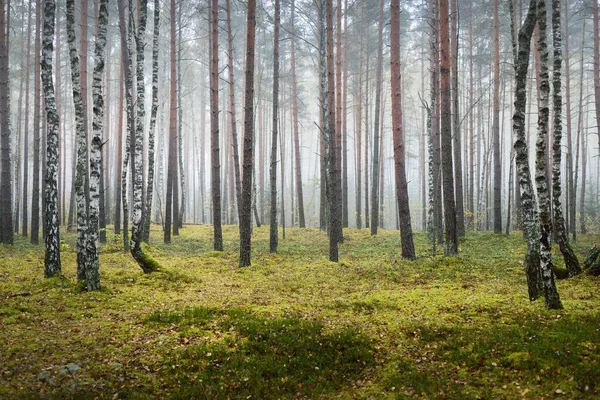 Dark Atmospheric Landscape Evergreen Forest Fog Sunrise Pine Spruce Maple — Stock Photo, Image