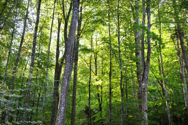 Malebná Scenérie Tmavozeleného Bukového Lesa Starodávné Kmeny Stromů Zblízka Brzy — Stock fotografie