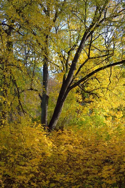 Вид Тропинки Парке Лесное Дно Разноцветных Желтых Оранжевых Листьев Могучие — стоковое фото