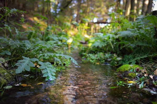 Small river (stream) in the evergreen forest. Ancient pine and deciduous trees, rocks, moss, fern, plants. Natural textures. Dark atmospheric landscape. Pure nature, eco tourism, environment, ecology