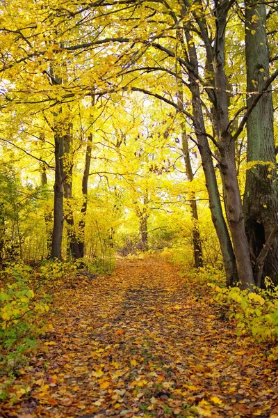 Pathway (rural road, alley) in the forest. Deciduous trees with colorful green, yellow, orange, golden leaves. Sunbeams through the branches. Natural tunnel. Autumn, seasons, environment