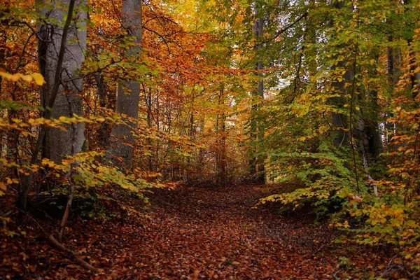 Pintoresco Paisaje Del Oscuro Misterioso Bosque Hayas Árboles Poderosos Hojas —  Fotos de Stock