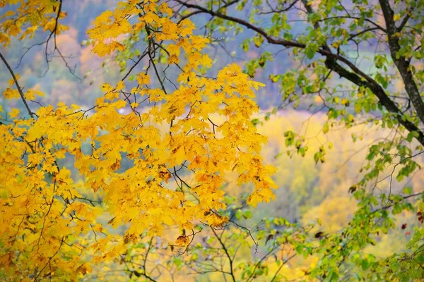 Close Maple Birch Other Deciduous Trees Colorful Green Yellow Red — Stock Photo, Image
