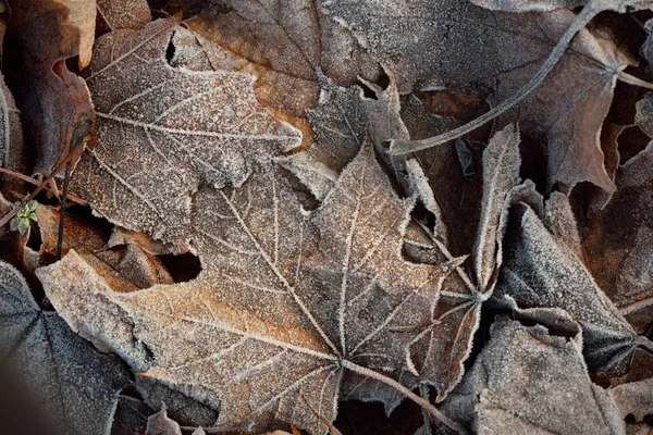 Forest Floor Brown Maple Leaves Crystal Clear Hoarfrost Texture Background — Stock Photo, Image