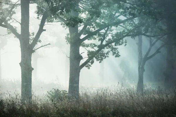 日の出の神秘的な霧の中で暗い森の絵の風景 古い強大なオーク 白樺の木を介して太陽の光線 牧歌的な田園風景 秋の季節 コンセプトアート エコツーリズム — ストック写真